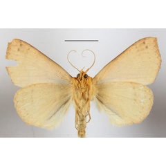 /filer/webapps/moths/media/images/A/aurantiaca_Xanthodesma_A_MGCLb_01.JPG