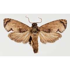 /filer/webapps/moths/media/images/P/peltastica_Cryptophlebia_AM_NHMO.jpg