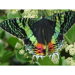/filer/webapps/moths/media/images/C/croesus_Chrysiridia_A_Wursten_01.jpg