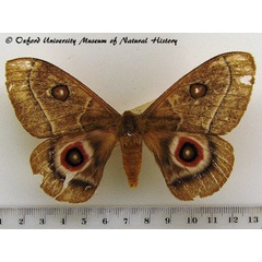 /filer/webapps/moths/media/images/P/phidias_Bunaeopsis_A_OUMNH.jpg