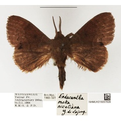 /filer/webapps/moths/media/images/N/nicotiana_Endacantha_AM_NHMUK.jpg