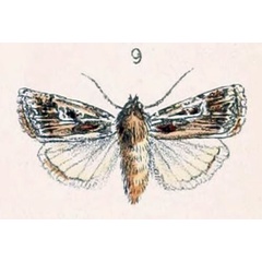 /filer/webapps/moths/media/images/O/oranaria_Agrotis_ST_Bang-Haas_1906_5-9.jpg