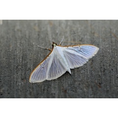 /filer/webapps/moths/media/images/V/vitrealis_Palpita_A_Voaden.jpg