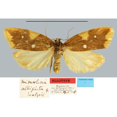 /filer/webapps/moths/media/images/A/albipicta_Mimulosia_AT_MNHNa.jpg