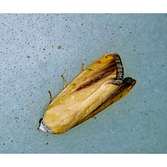 /filer/webapps/moths/media/images/G/graellsii_Pardoxia_A_Roland_01.jpg