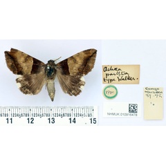 /filer/webapps/moths/media/images/P/partita_Achaea_HT_BMNH.jpg
