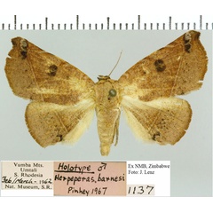 /filer/webapps/moths/media/images/B/barnesi_Herpeperas_HT_NMB.jpg