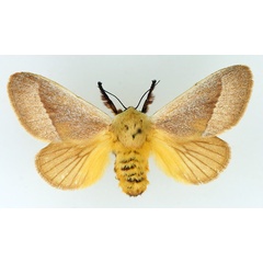 /filer/webapps/moths/media/images/A/albicosta_Latoia_AF_TMSA.jpg