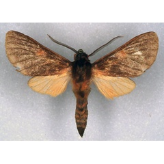 /filer/webapps/moths/media/images/H/heinrichi_Metarctia_PT_ZSM_01.jpg