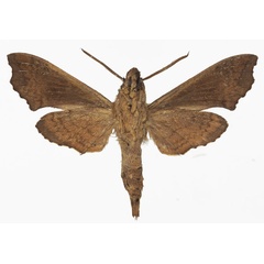 /filer/webapps/moths/media/images/N/neodentata_Temnora_AM_Basquinb.jpg