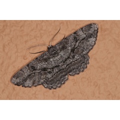 /filer/webapps/moths/media/images/S/sabinei_Zeuctoboarmia_A_Roland_01.jpg