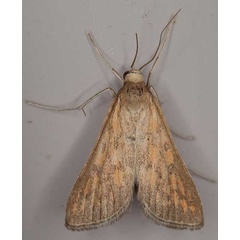 /filer/webapps/moths/media/images/P/paediusalis_Dolicharthria_A_Heynsa.jpg