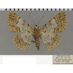 /filer/webapps/moths/media/images/A/aureomarginata_Zamarada_AF_ZSM.jpg