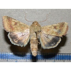 /filer/webapps/moths/media/images/A/armigera_Helicoverpa_A_Goff_03.jpg