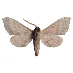/filer/webapps/moths/media/images/S/senegalensis_Rufoclanis_HT_EMEMb.jpg