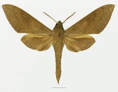 /filer/webapps/moths/media/images/T/tessmanni_Theretra_AM_Basquin_02a.jpg