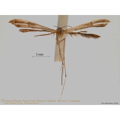 /filer/webapps/moths/media/images/D/dimorpha_Bipunctiphorus_A_ZMUC.jpg