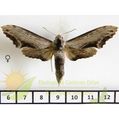 /filer/webapps/moths/media/images/S/stigma_Hippotion_AF_SMCR_02.jpg