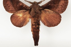 Stoermeriana pachyla