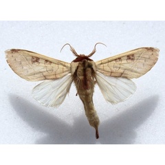 /filer/webapps/moths/media/images/C/citrina_Janthinisca_AM_Goff_01.jpg