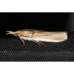 /filer/webapps/moths/media/images/Z/zinckenella_Etiella_A_Heyns_01.JPG
