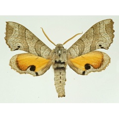 /filer/webapps/moths/media/images/M/maculalis_Gynoeryx_AM_Basquin_01.jpg