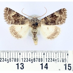 /filer/webapps/moths/media/images/K/kneuckeri_Acrobyla_AM_BMNH.jpg