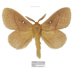 /filer/webapps/moths/media/images/R/rufescens_Philotherma_AM_Basquin_01a.jpg
