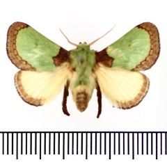 /filer/webapps/moths/media/images/V/vivida_Latoia_AM_BMNH.jpg