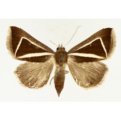 /filer/webapps/moths/media/images/D/delta_Chalciope_AF_TMSA_01.jpg