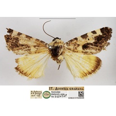 /filer/webapps/moths/media/images/G/gradata_Acontia_HT_NHMUK.jpg