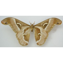 /filer/webapps/moths/media/images/V/vacuna_Saturnia_STM_NHMUKb.jpg