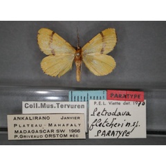 /filer/webapps/moths/media/images/F/fletcheri_Petrodava_PT_RMCA_01.jpg