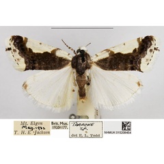 /filer/webapps/moths/media/images/A/antica_Emmelia_AM_NHMUK_XyTwJ9C.jpg