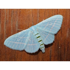 /filer/webapps/moths/media/images/L/laszloi_Trimetopia_A_Voaden.JPG