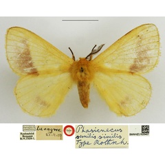 /filer/webapps/moths/media/images/S/similis_Phasicnecus_STM_NHMUK.jpg