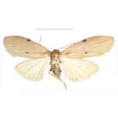 /filer/webapps/moths/media/images/C/costimacula_Archithosia_AF_MSNS.jpg
