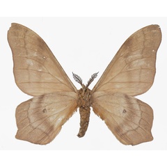 /filer/webapps/moths/media/images/B/butyrospermi_Cirina_AM_Basquinb.jpg