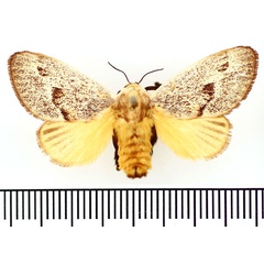 /filer/webapps/moths/media/images/C/colini_Latoia_AF_BMNH.jpg