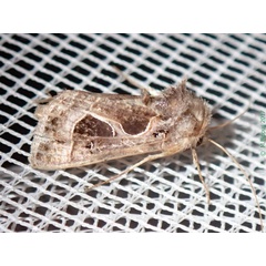 /filer/webapps/moths/media/images/I/indicator_Thysanoplusia_A_Bippus.jpg