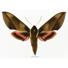/filer/webapps/moths/media/images/D/dohertyi_Chaerocina_AF_Basquina.jpg
