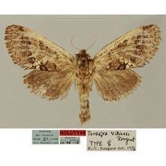 /filer/webapps/moths/media/images/V/villiersi_Teragra_HT_MNHN_AlPqA9k.jpg
