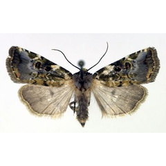 /filer/webapps/moths/media/images/S/schroederi_Elyptron_AF_Aulombard.jpg