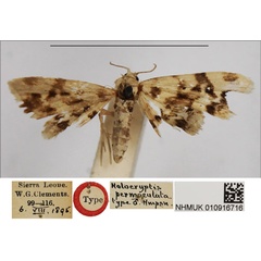 /filer/webapps/moths/media/images/P/permaculata_Holocryptis_HT_NHMUK.jpg