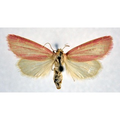 /filer/webapps/moths/media/images/T/transvaalica_Masalia_A_NHMO.jpg