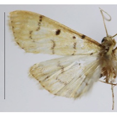 /filer/webapps/moths/media/images/D/digitalis_Herpetogramma_HT_ZSM.jpg