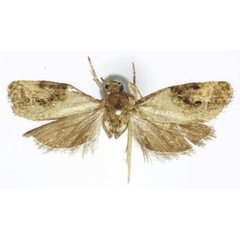 /filer/webapps/moths/media/images/T/talyana_Lobesia_HT_RMCA.jpg