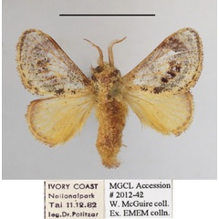 /filer/webapps/moths/media/images/S/subpellucens_Sporetolepis_A_MGCLa_01.JPG