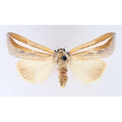 /filer/webapps/moths/media/images/A/argentifascia_Leiorhynx_AF_TMSA_02.jpg