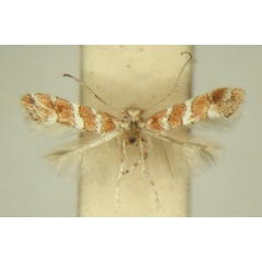 /filer/webapps/moths/media/images/M/melhaniae_Phyllonorycter_HT_TMSA6396.jpg